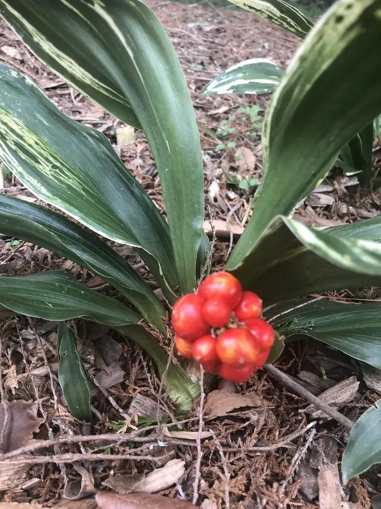 Japanese Sacred Lily