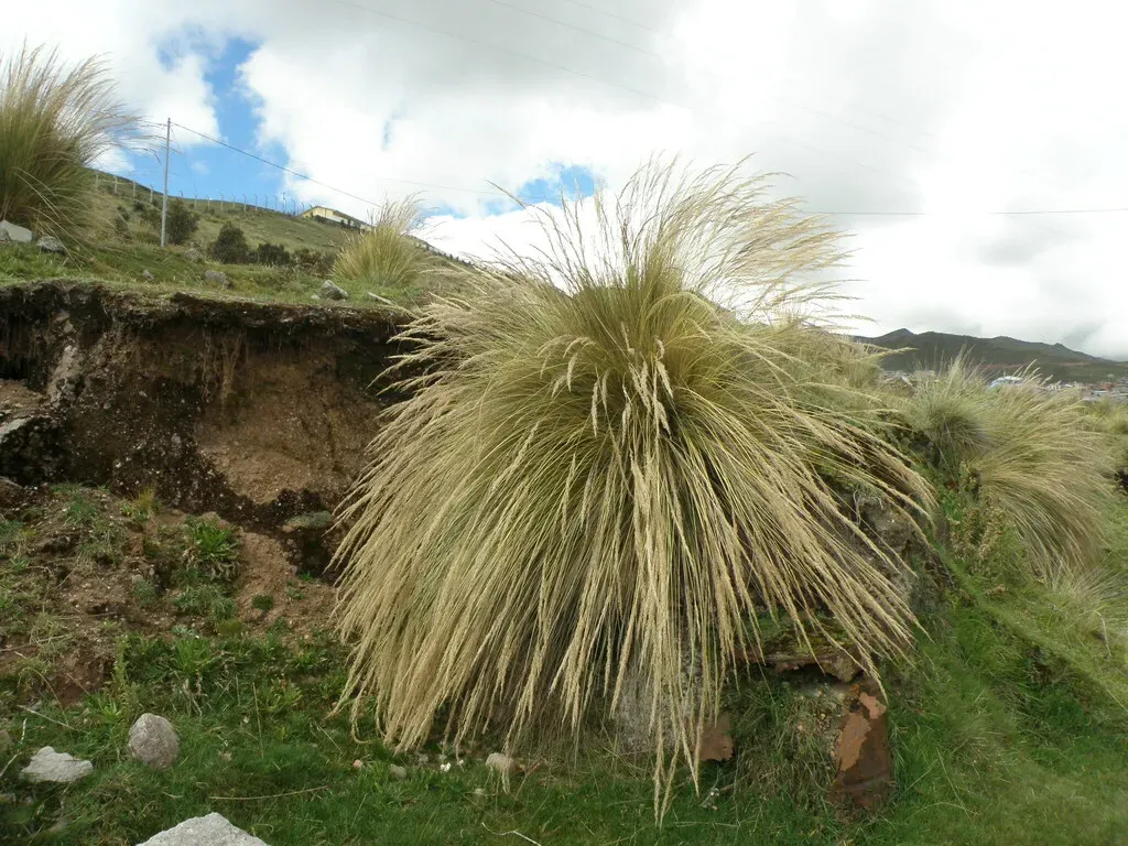 Calamagrostis Macrophylla