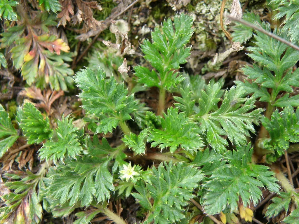 Alchemilla Repens