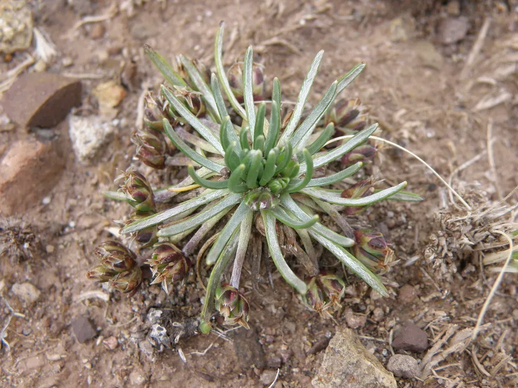 Plantago Lamprophylla