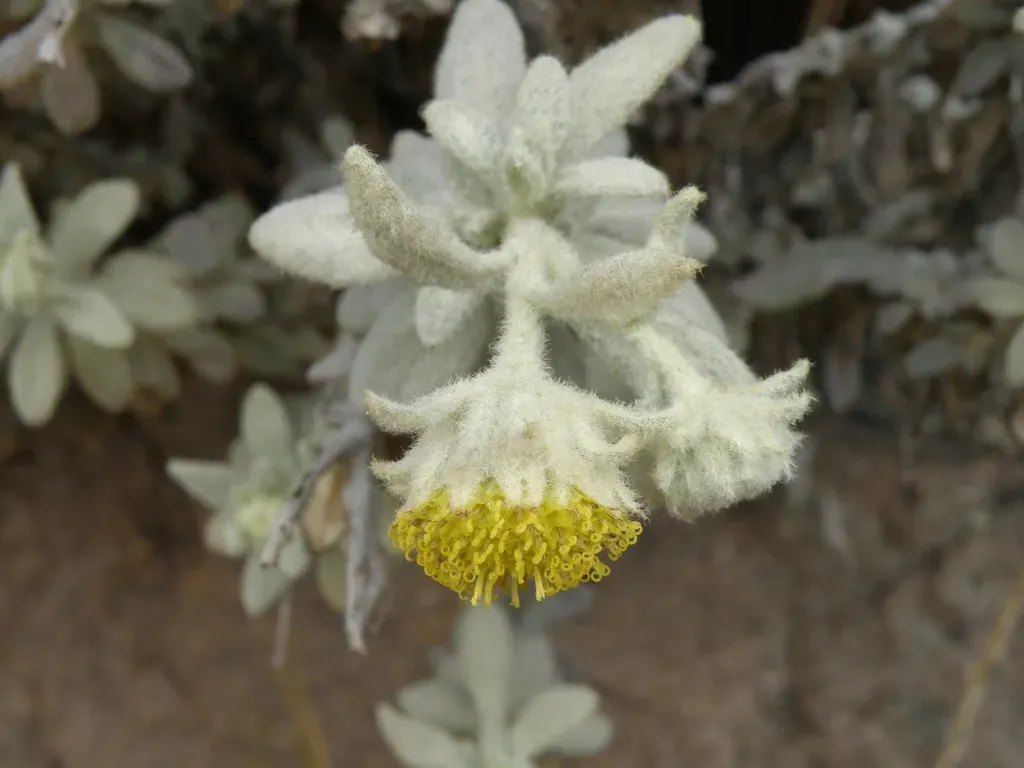 Senecio Pavonii