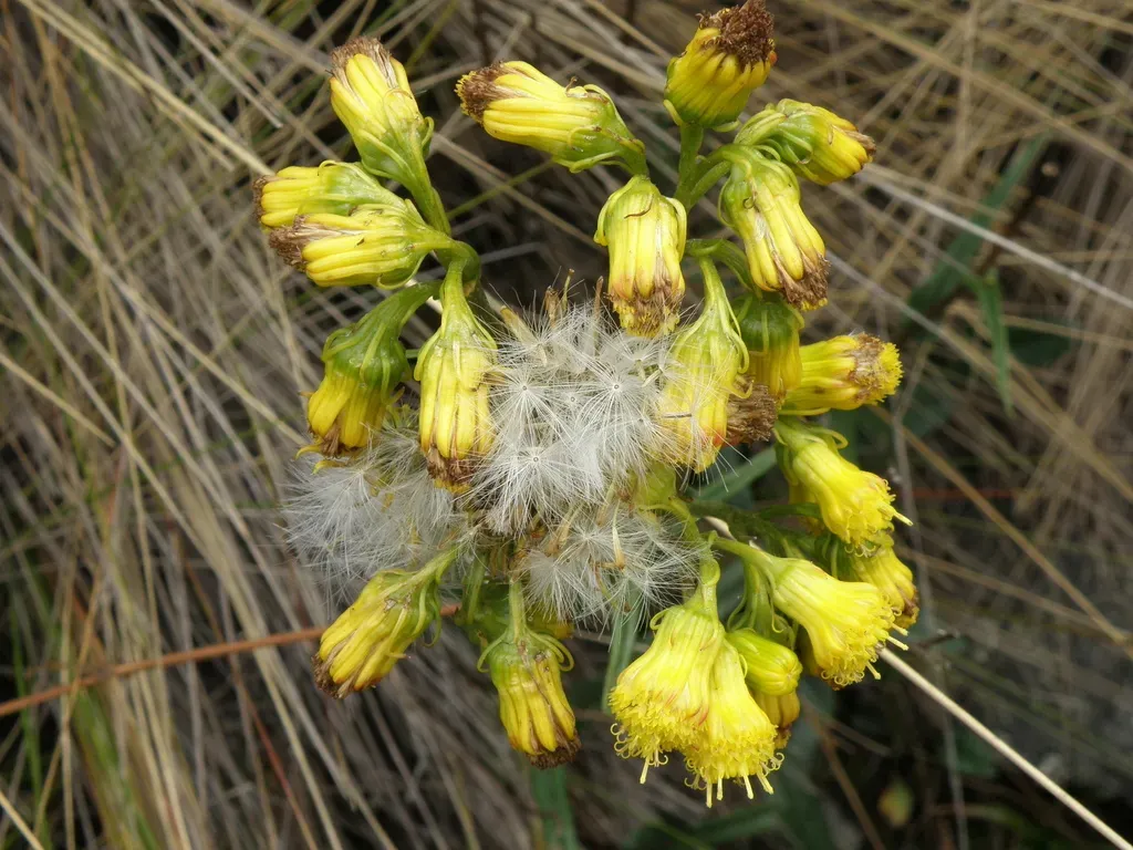 Senecio Tephrosioides
