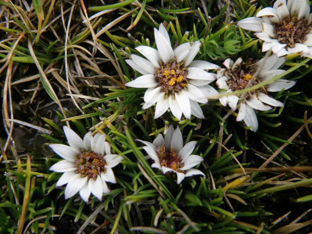 Rockhausenia Caespitosa
