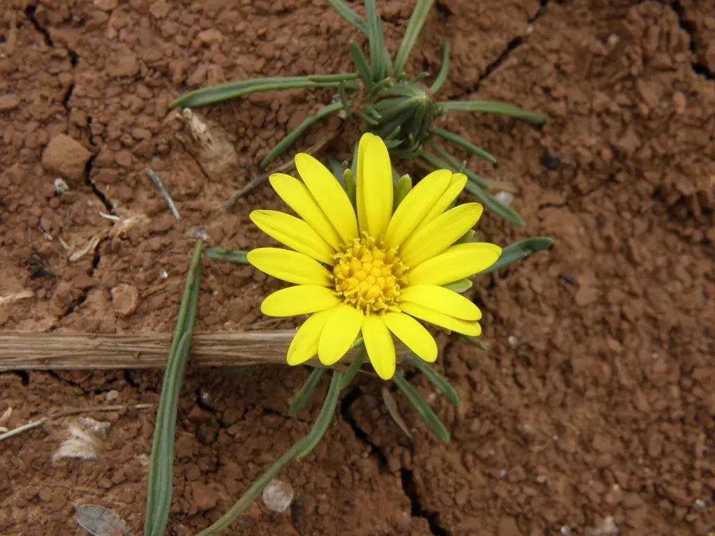 Rockhausenia Canaliculata