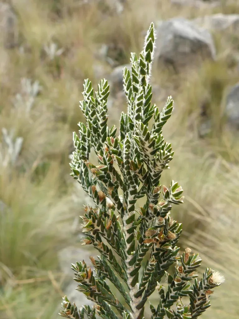 Andicolea Ferruginea