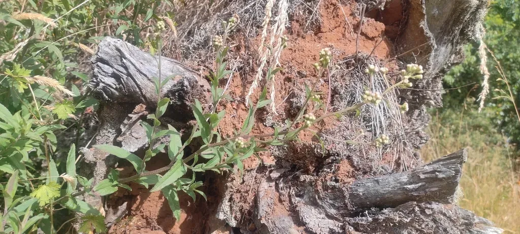 Baccharis Sphaerocephala