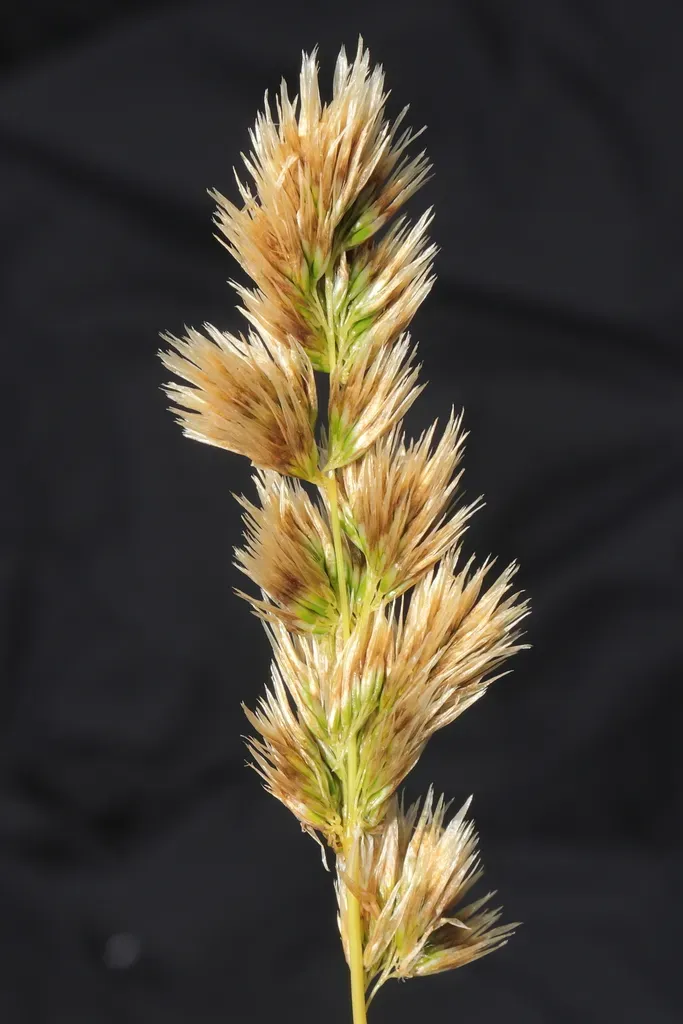 Calamagrostis Chrysantha