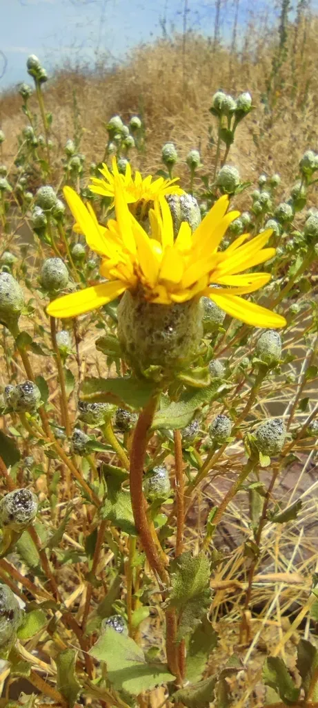 Haplopappus Decurrens