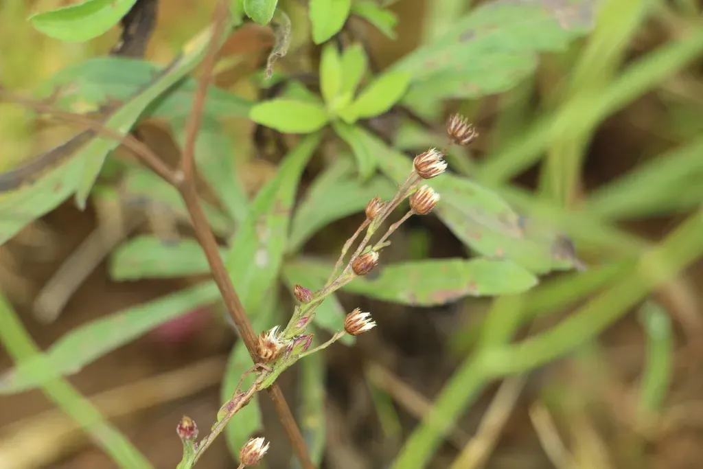 Trans-pecos Horseweed