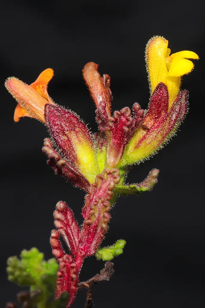 Neobartsia Diffusa