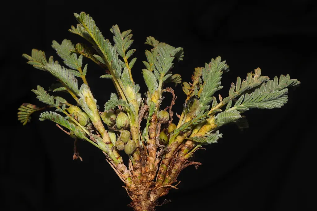 Astragalus Brackenridgei