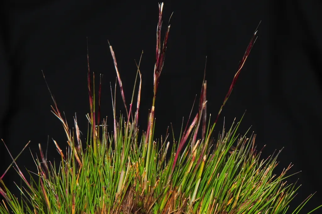 Nassella Brachyphylla