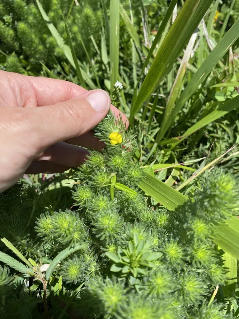 Streamside Capegorse