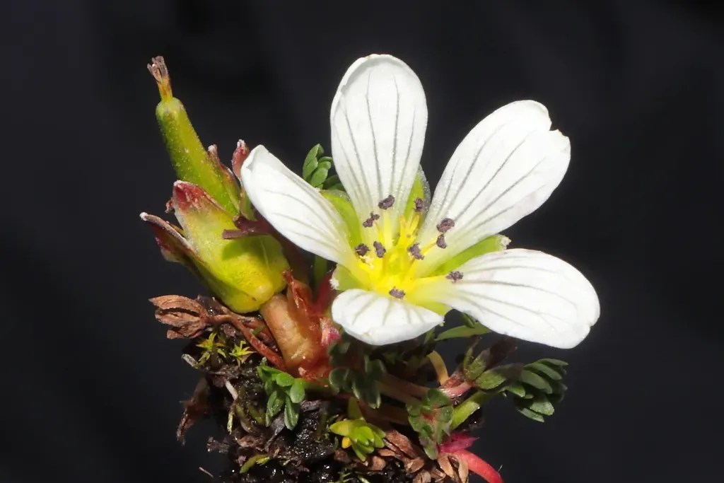 Geranium Multipartitum