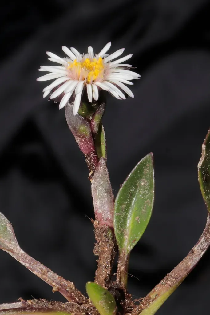 Oritrophium Limnophilum
