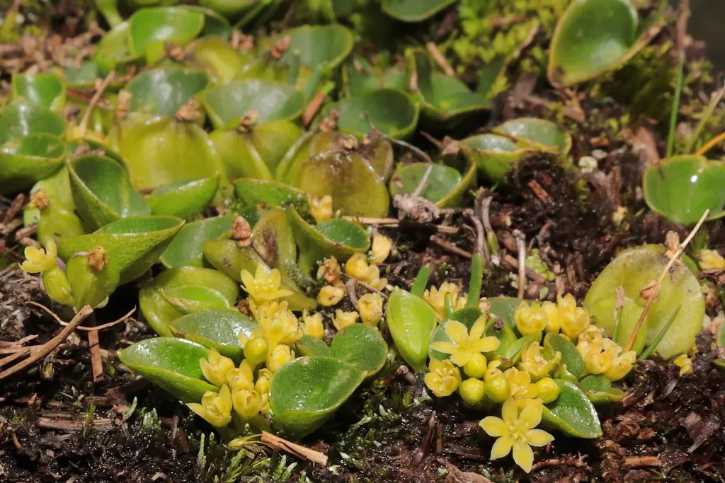 Dioscorea Ancachsensis