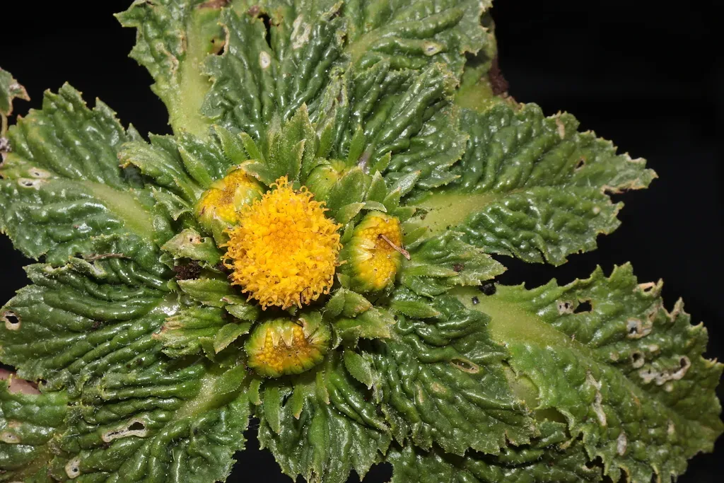 Senecio Rhizocephalus