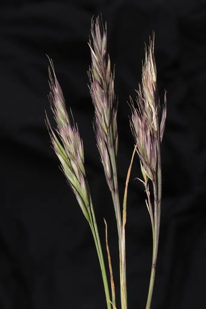 Festuca Casapaltensis