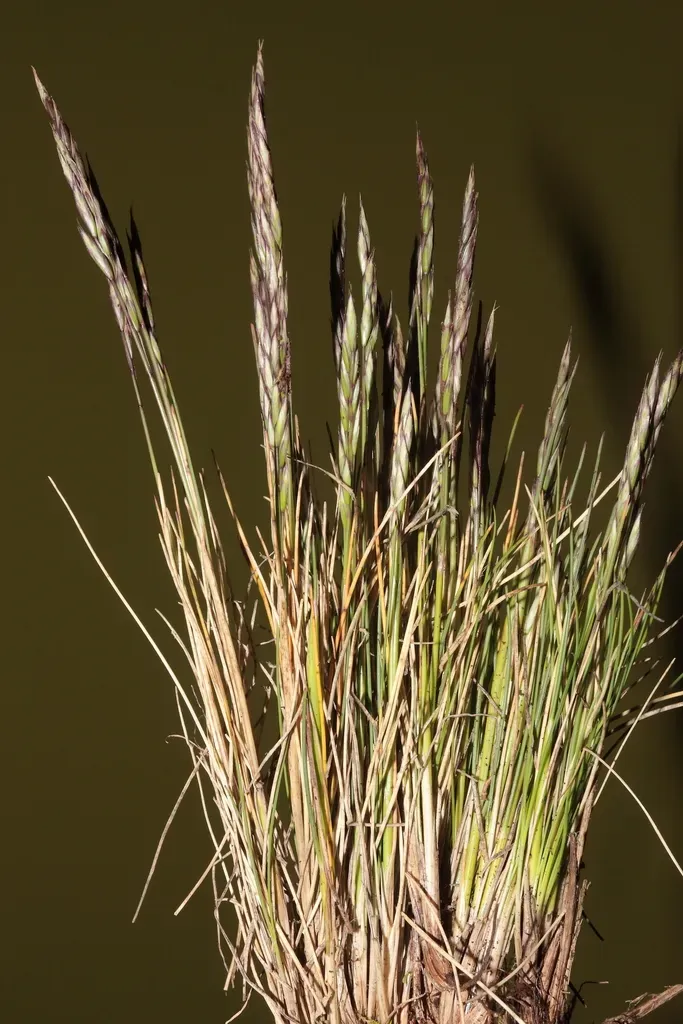 Festuca Peruviana