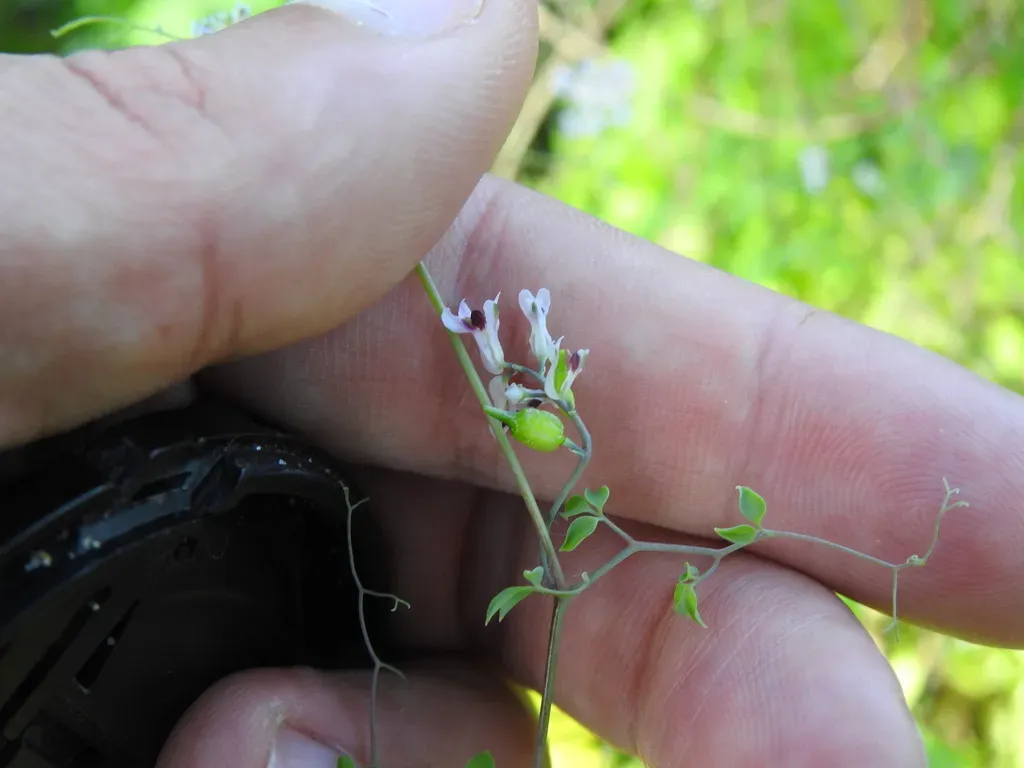 Ceratocapnos Heterocarpa
