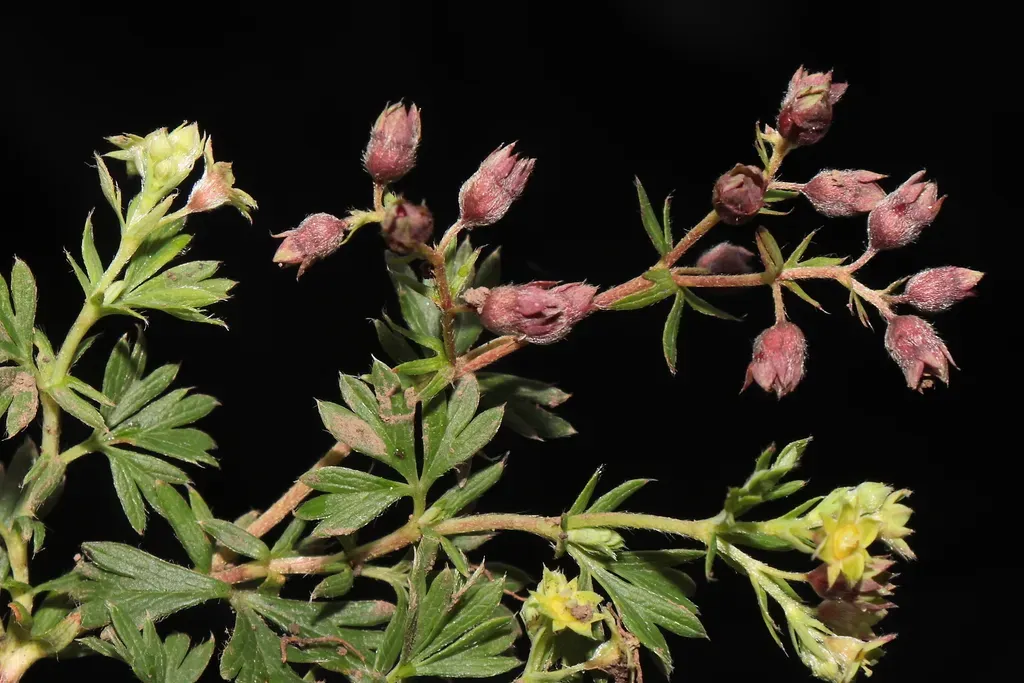 Alchemilla Vulcanica