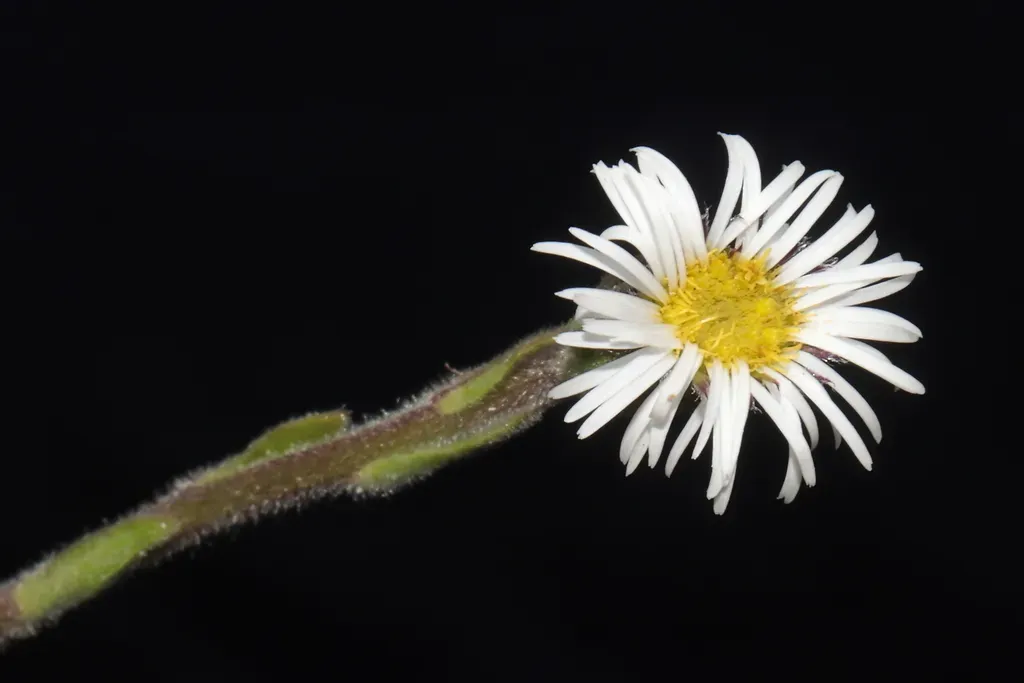 Oritrophium Hieracioides
