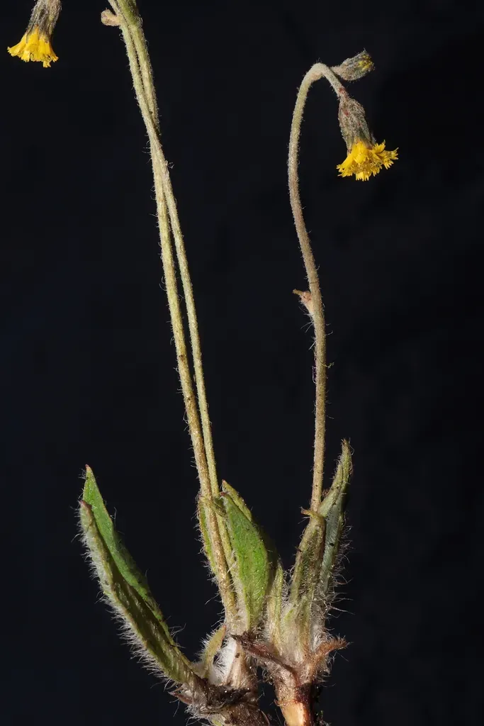 Hieracium Leptocephalum