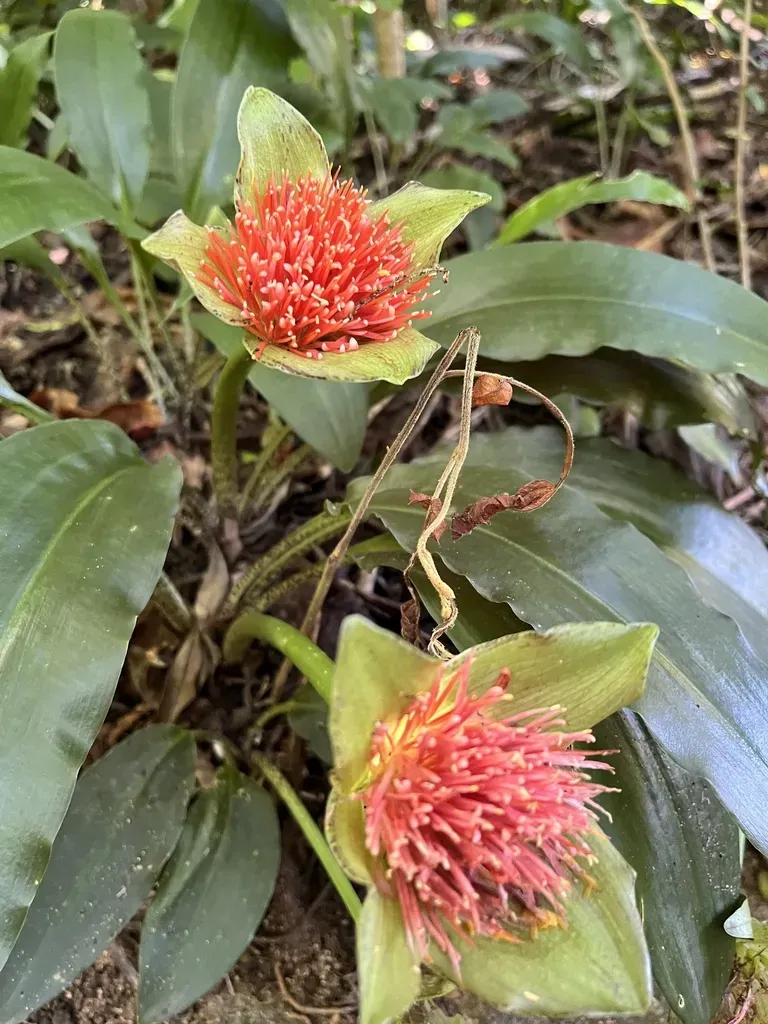 Dwarf Paintbrush Lily