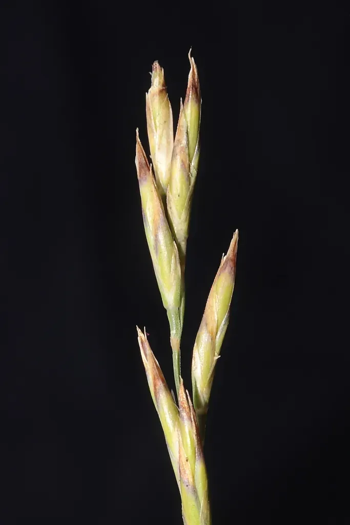 Festuca Humilior