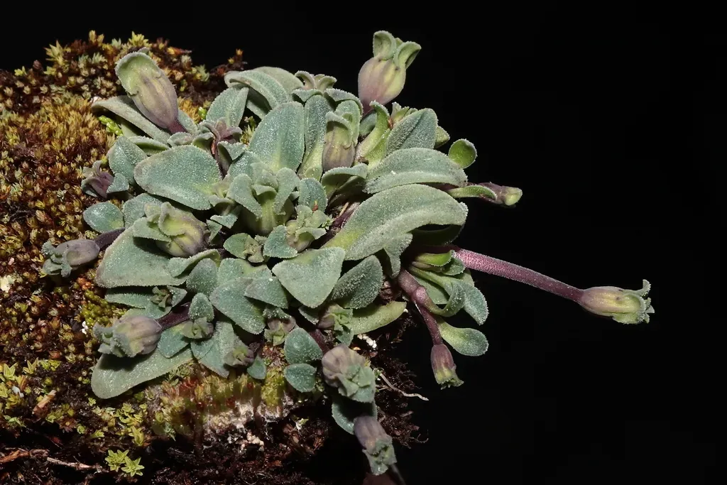 Gentianella Peruviana