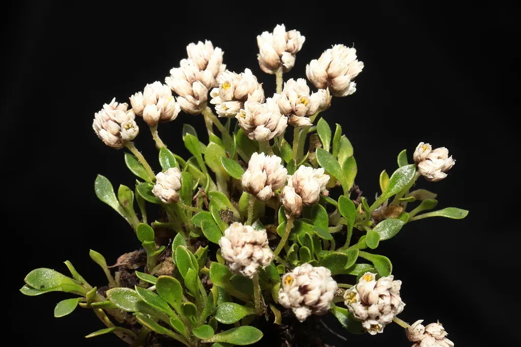 Alternanthera Lupulina