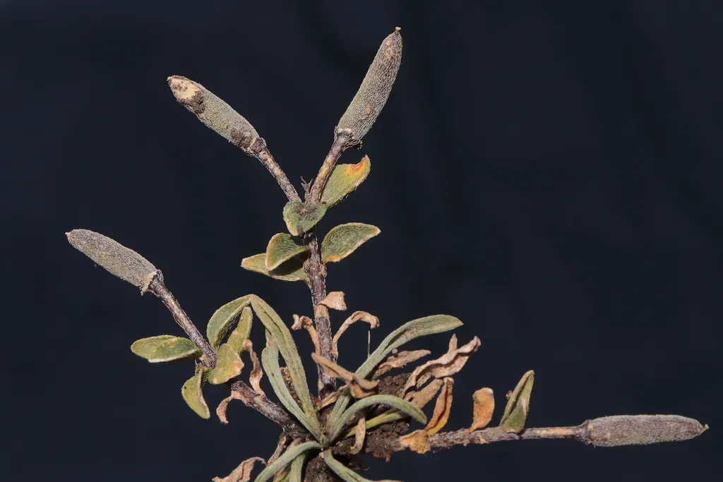 Weberbauera Trichocarpa