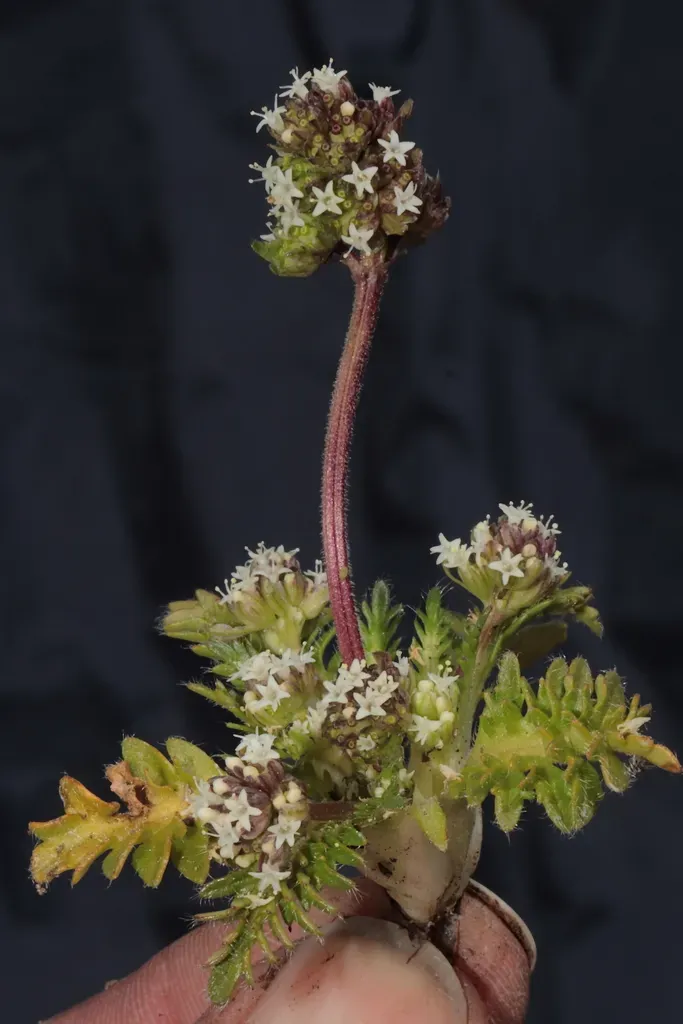Valeriana Globiflora