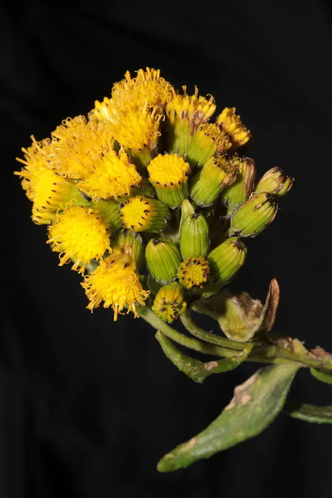 Senecio Collinus