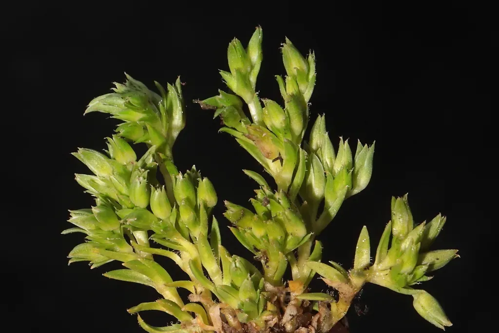 Arenaria Crassipes