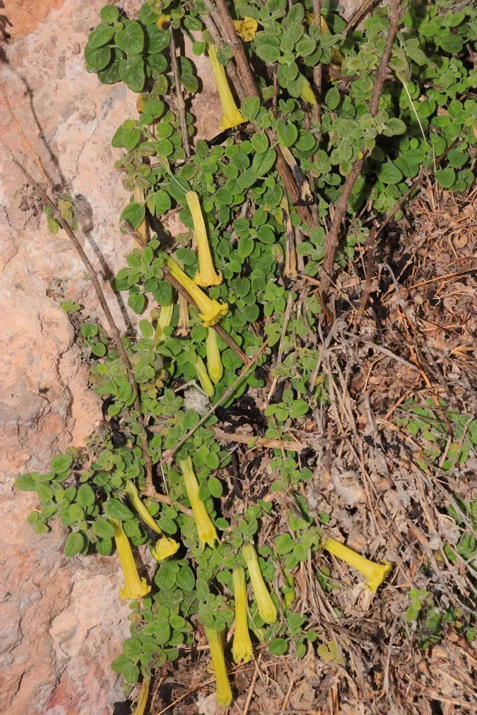 Salpichroa Glandulosa