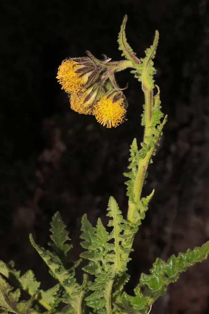 Senecio Hyoseridifolius