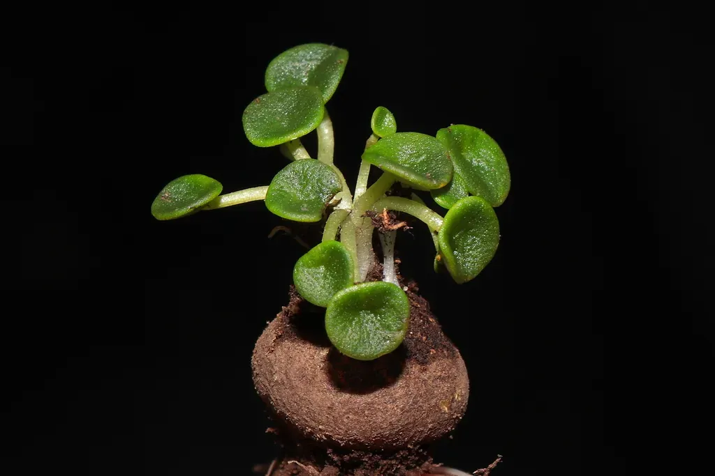 Peperomia Parvifolia