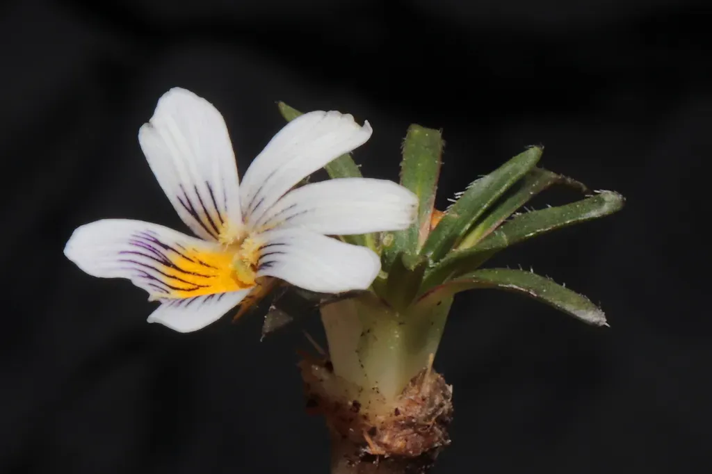 Viola Pusillima