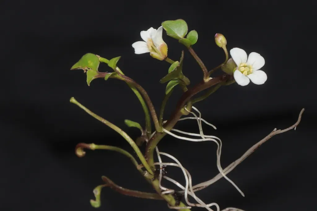 Cardamine Bonariensis