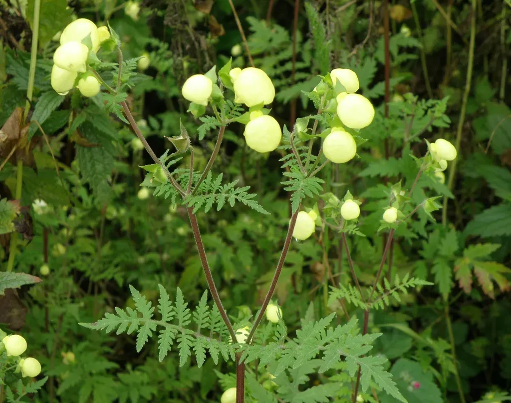 Calceolaria Pinnata