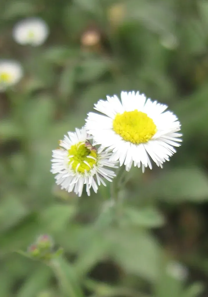 Erigeron Leptorhizon