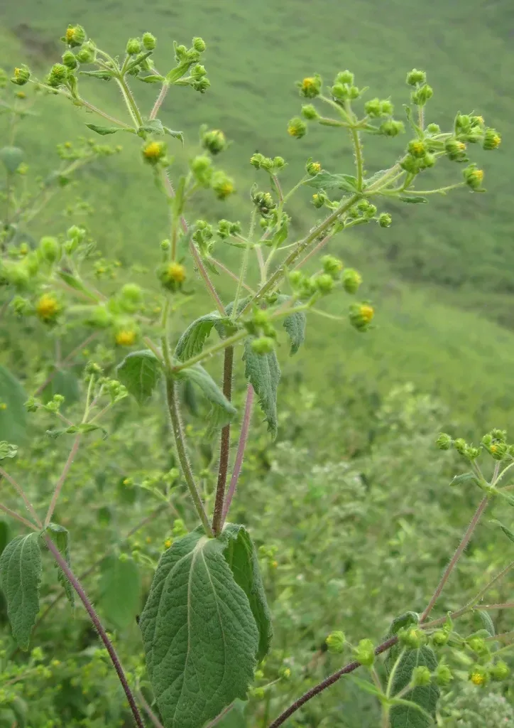 Sigesbeckia Flosculosa