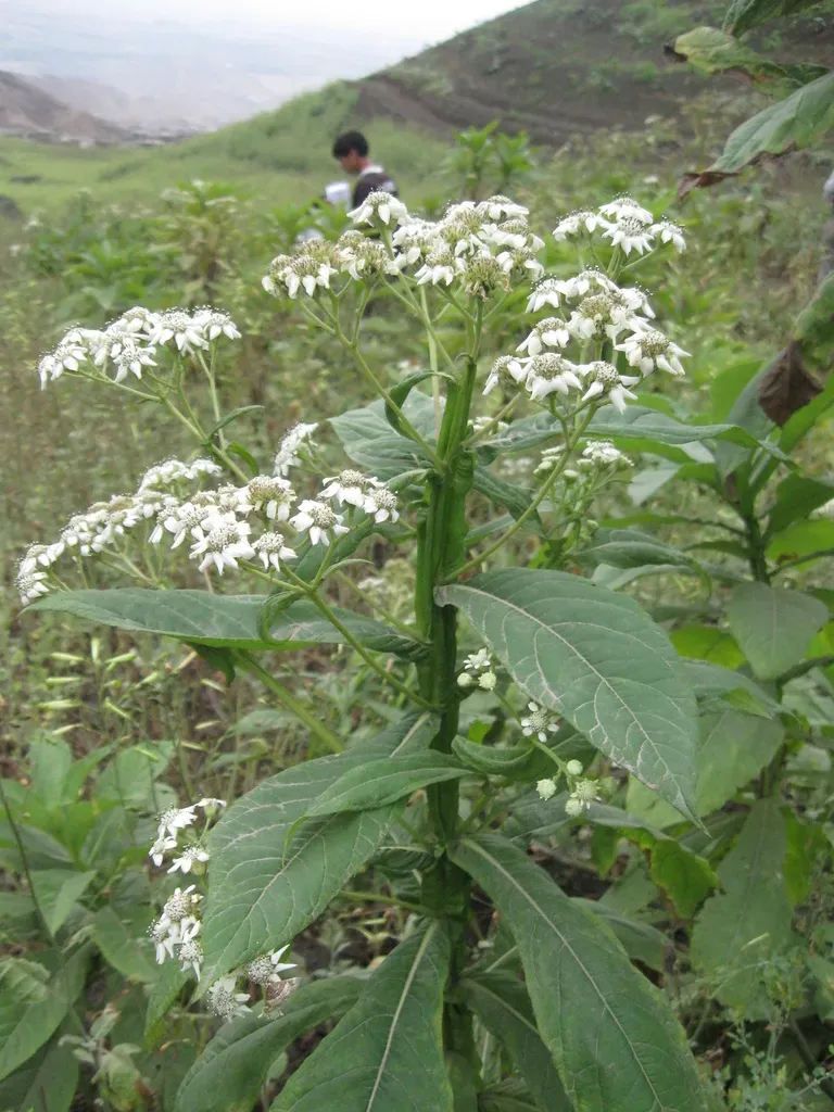 Verbesina Saubinetioides