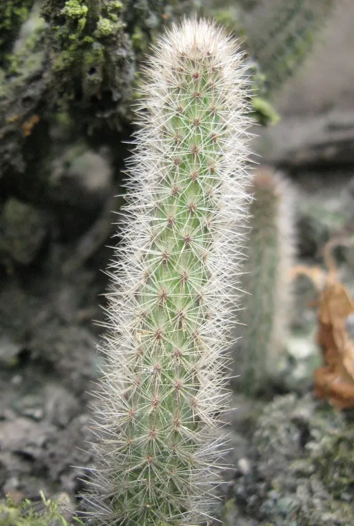 Corryocactus Apiciflorus