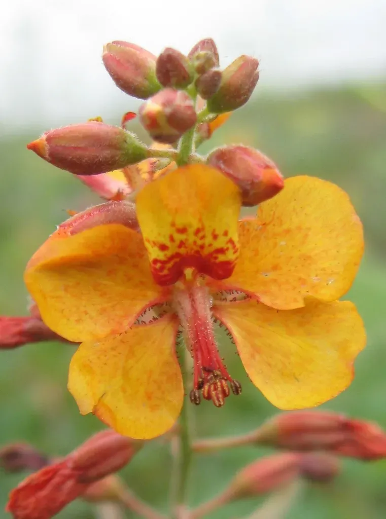 Hoffmannseggia Prostrata