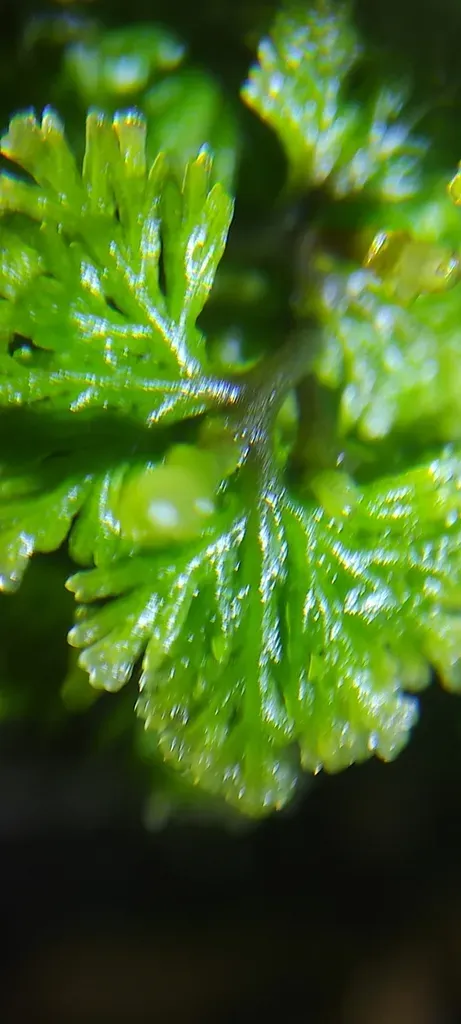 Riccardia Prehensilis