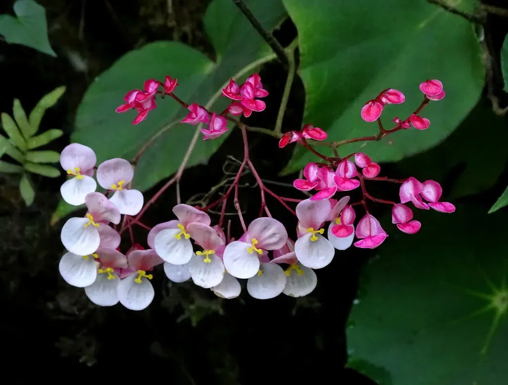 Begonia Motozintlensis