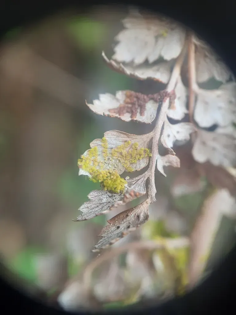 Siphonolejeunea Nudipes