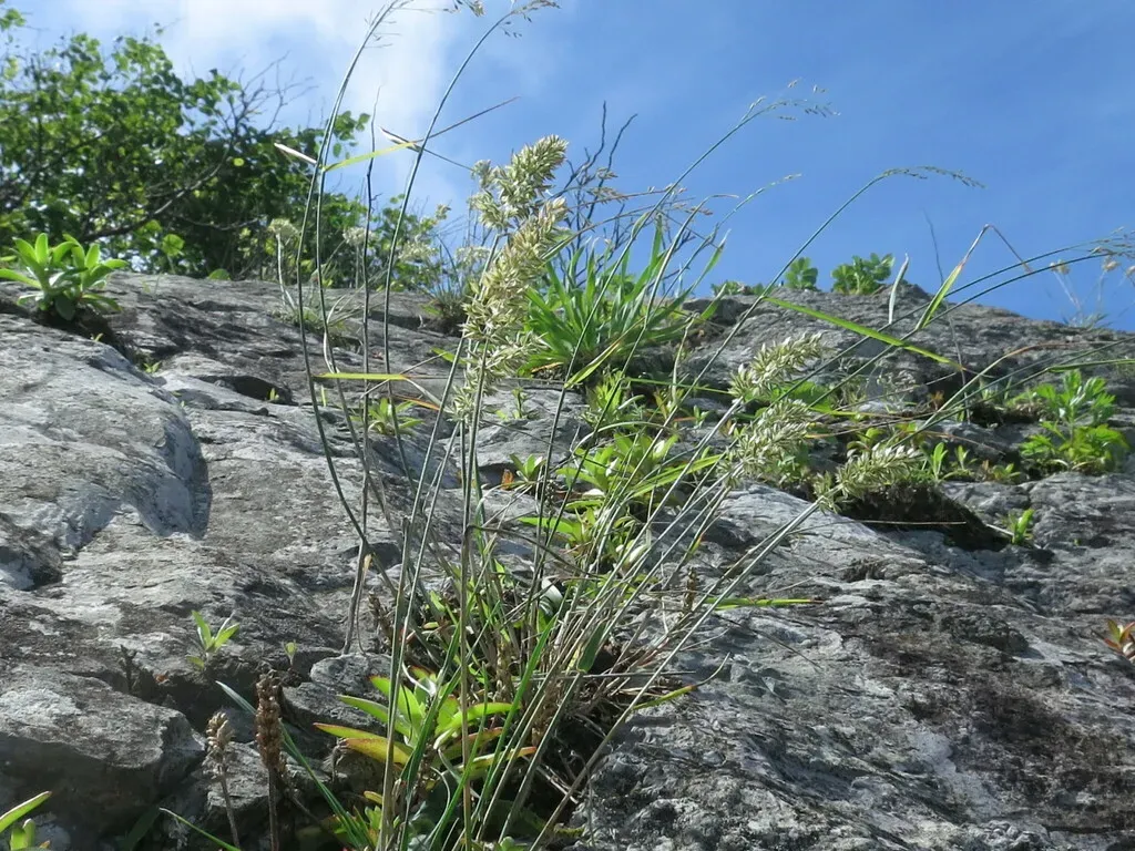 Koeleria Askoldensis